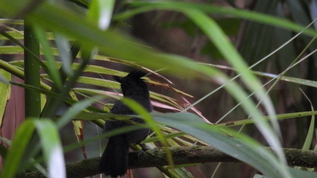 Black-headed Antbird (Hellmayr's) - ML643178351