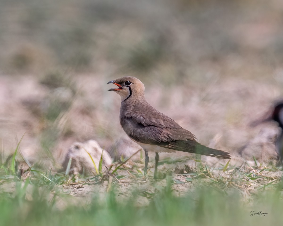 Oriental Pratincole - ML643178355