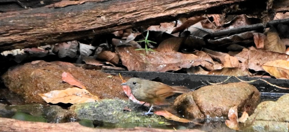 Saturnine Antshrike - ML643178357