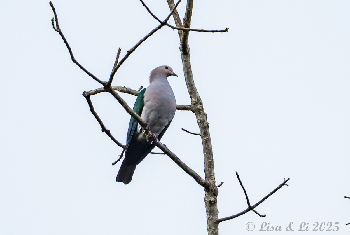 Green Imperial-Pigeon (Green) - ML643178359