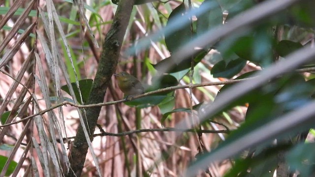Crimson-hooded Manakin - ML643178360
