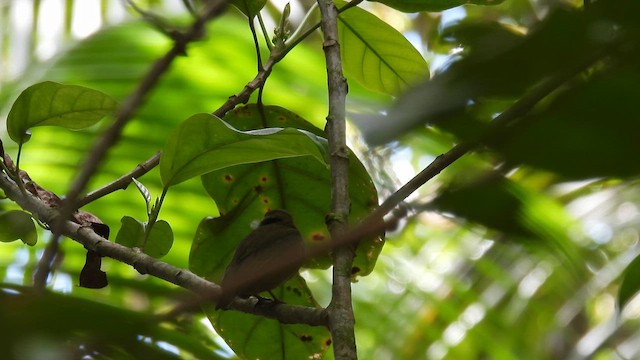 Crimson-hooded Manakin - ML643178361