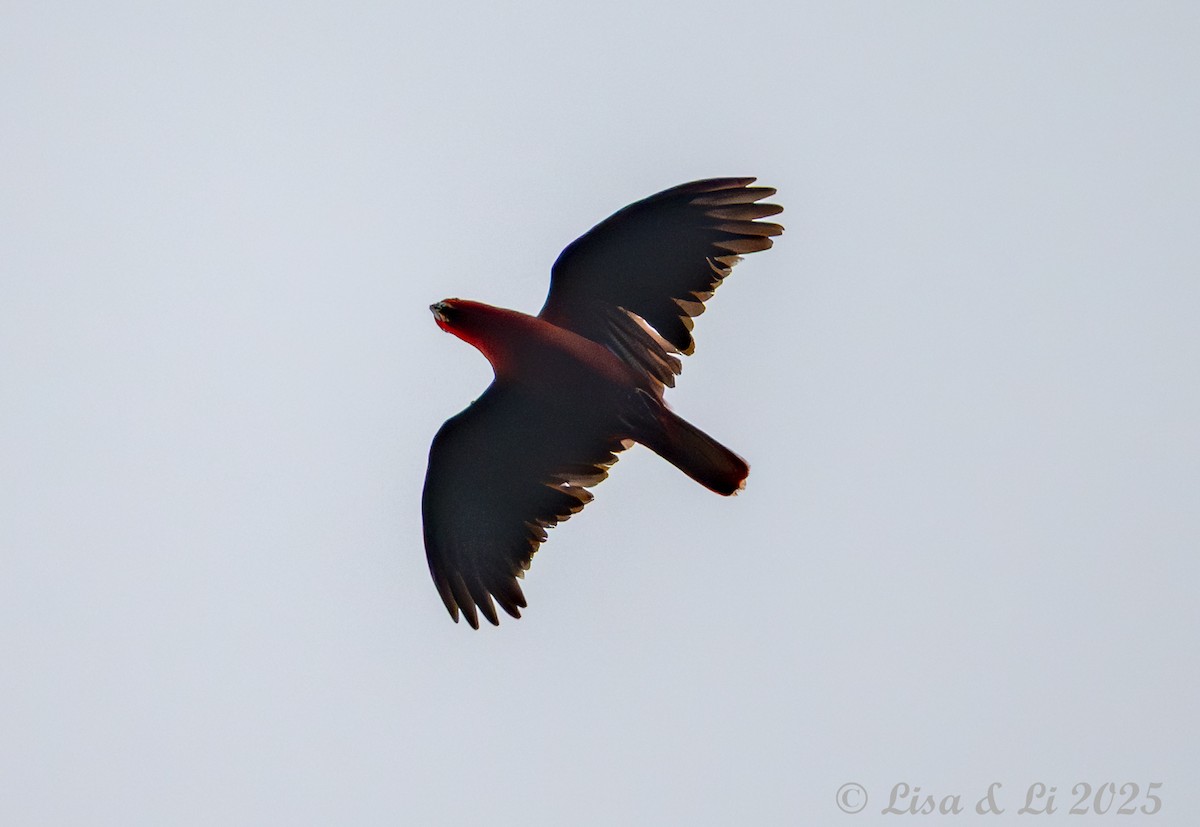 Sumba Eclectus - ML643178364