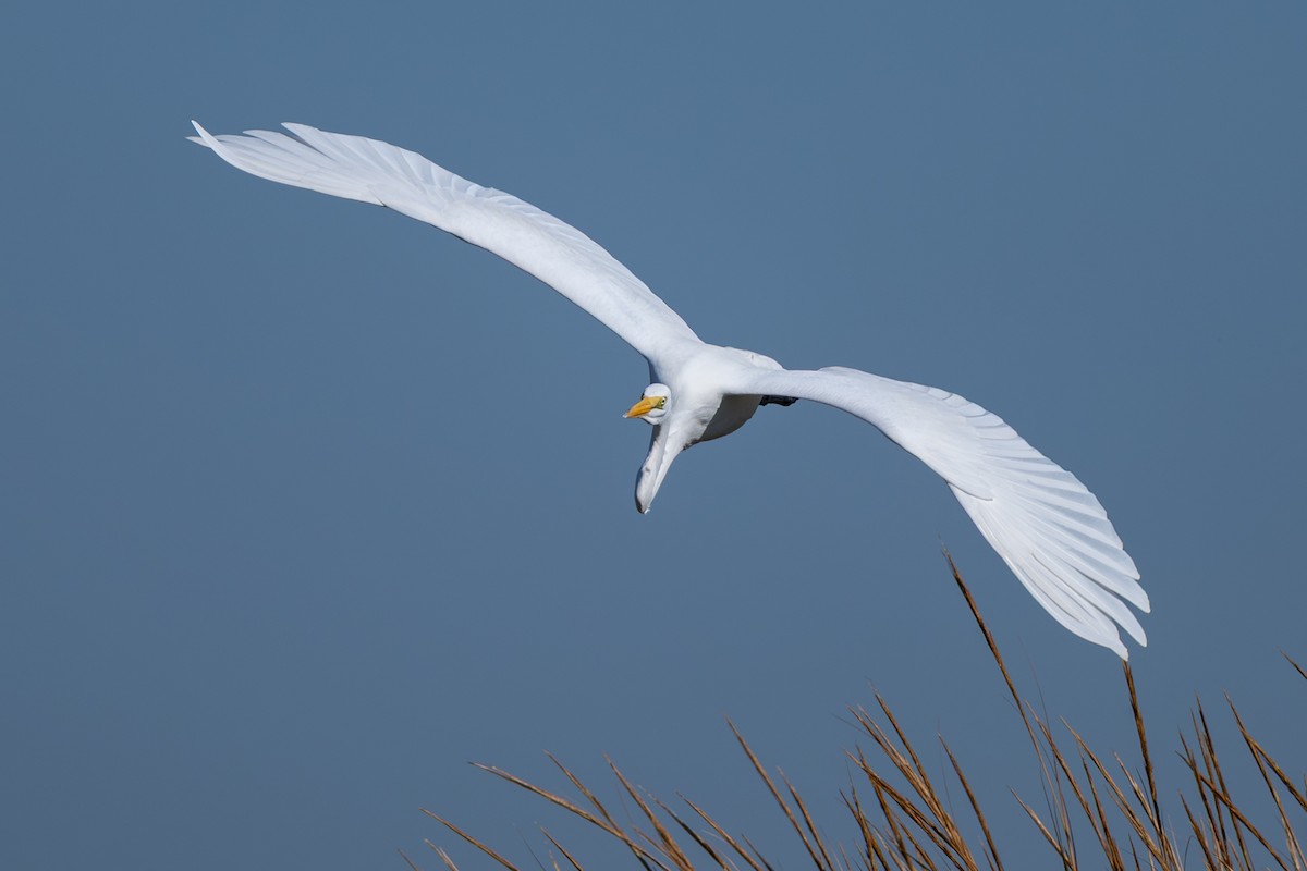 Great Egret - ML643178365