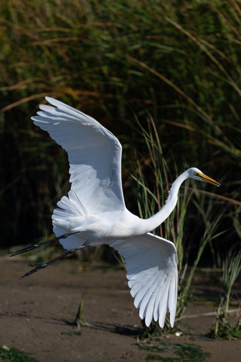Great Egret - ML643178366