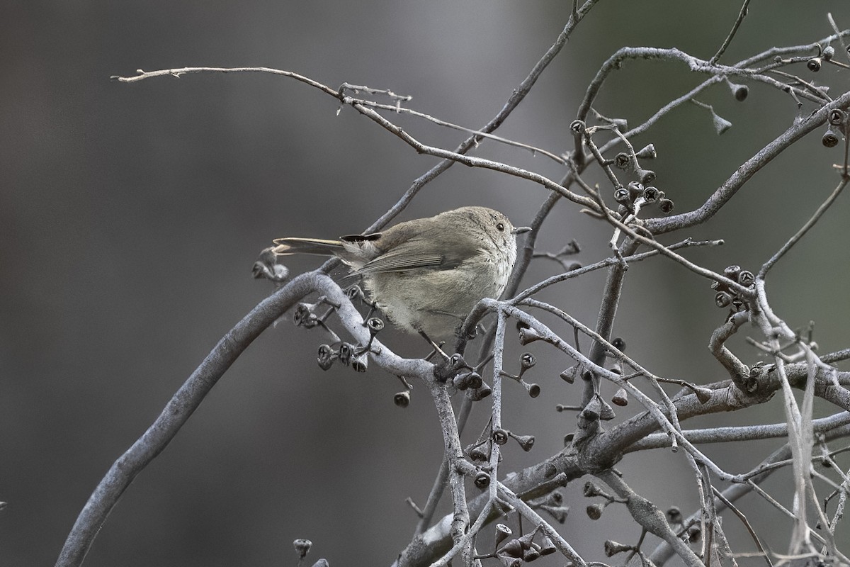 Brown Thornbill - ML643178377