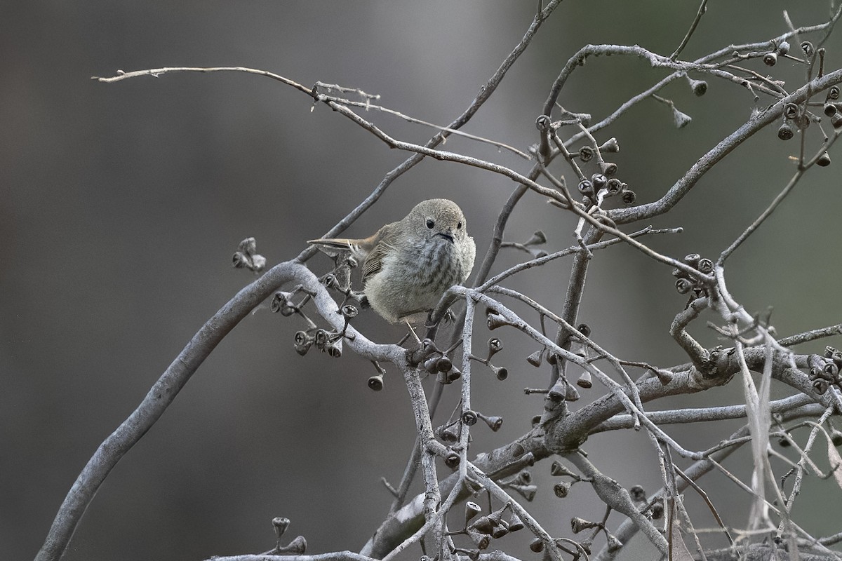 Brown Thornbill - ML643178378