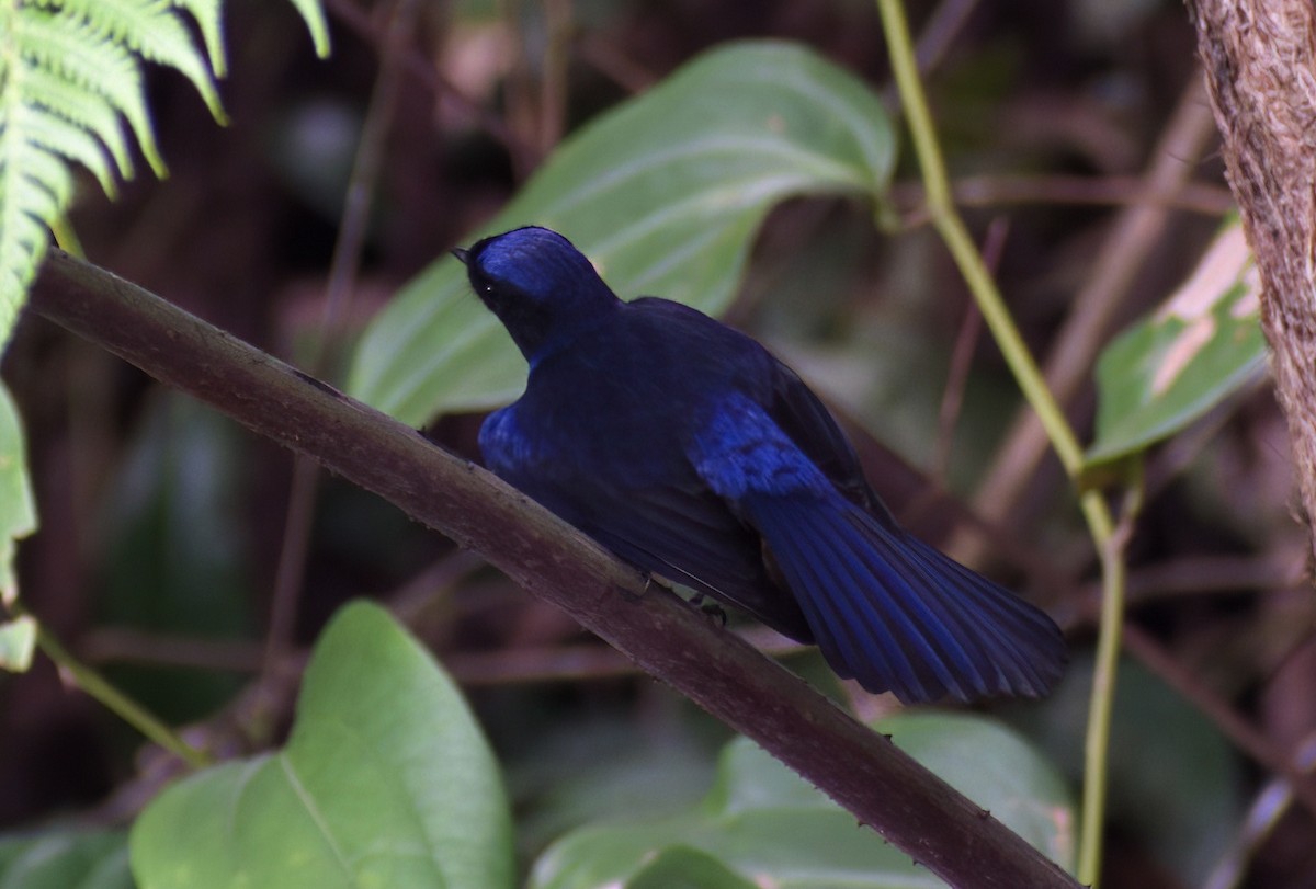 Large Niltava (Large) - ML643178399