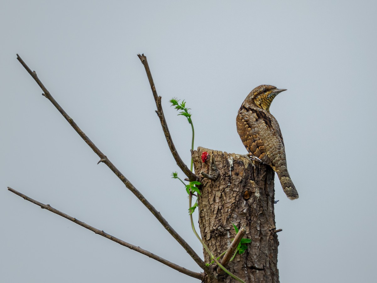 Eurasian Wryneck - ML643178410