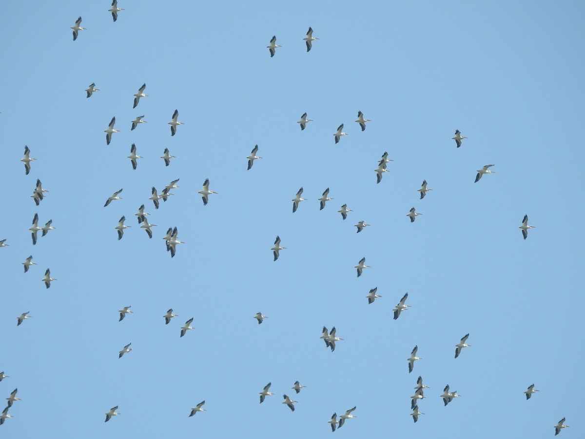 American White Pelican - ML643178416