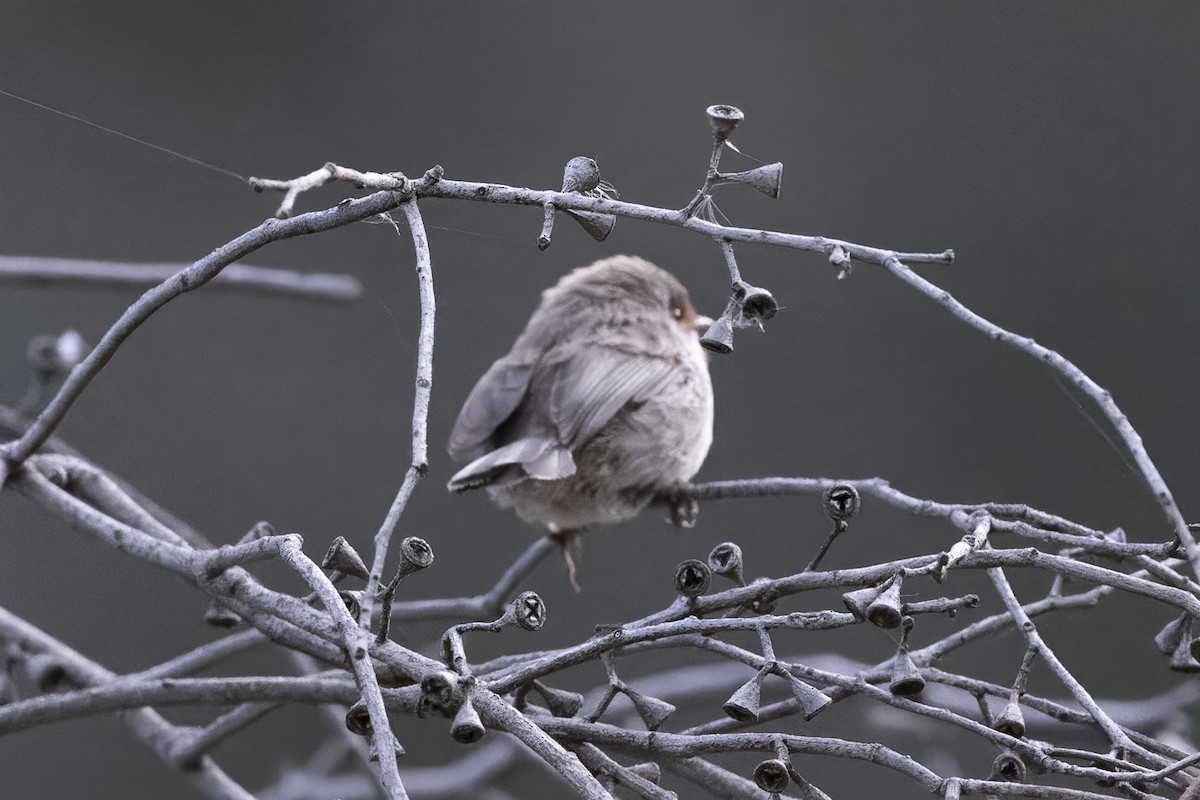 Superb Fairywren - ML643178427
