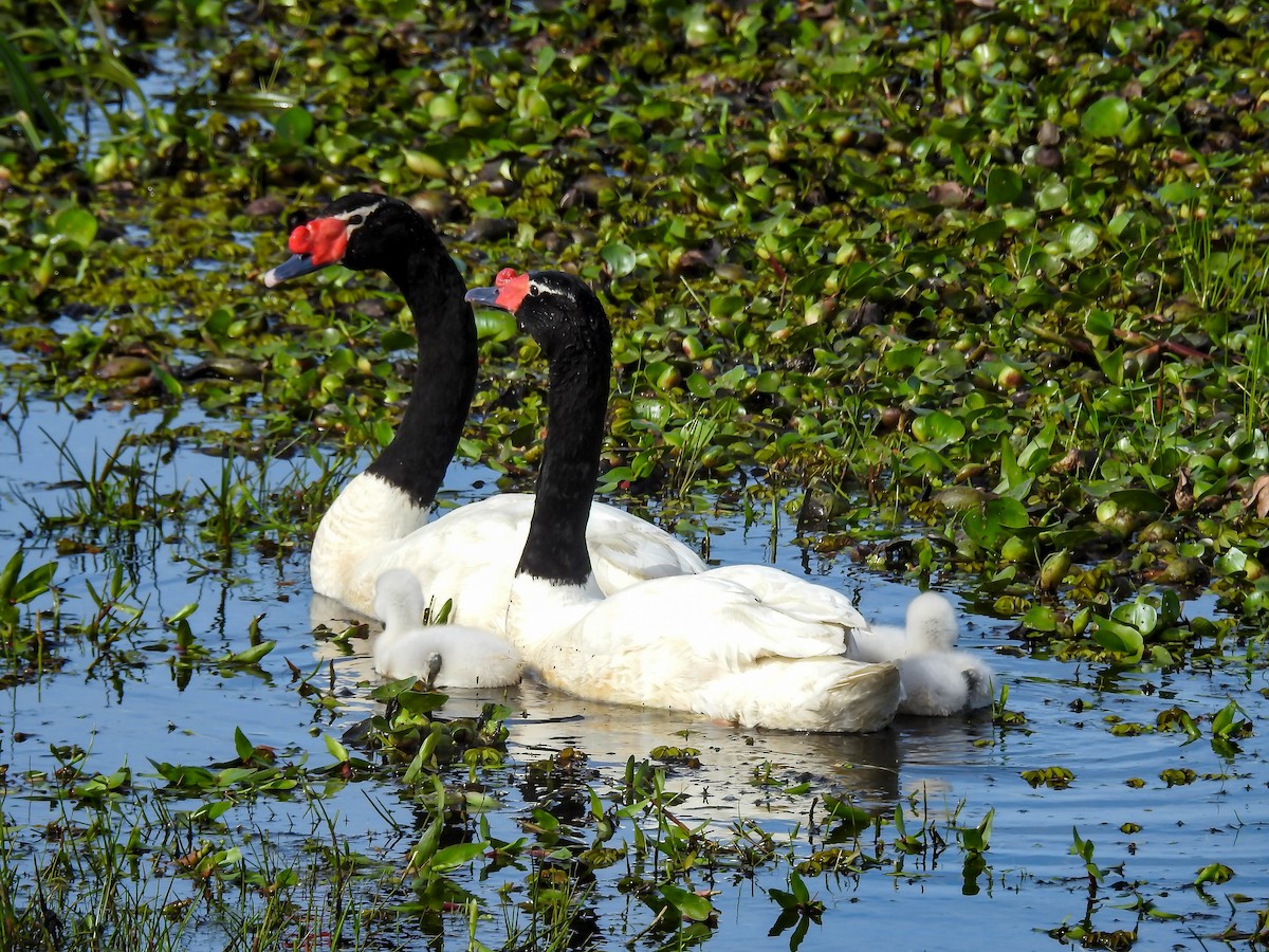Black-necked Swan - ML643178439