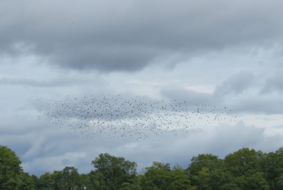 Common Grackle - ML643178458