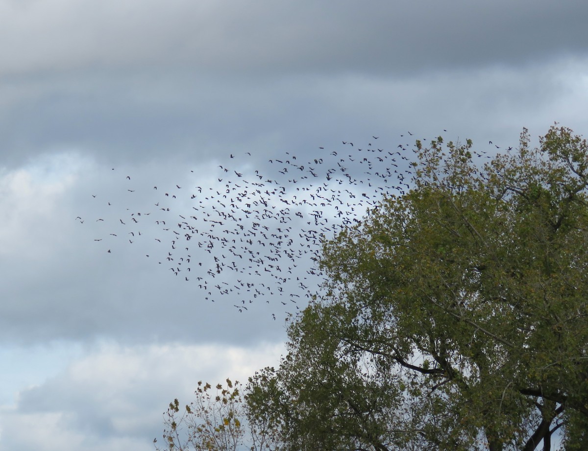 Common Grackle - ML643178461