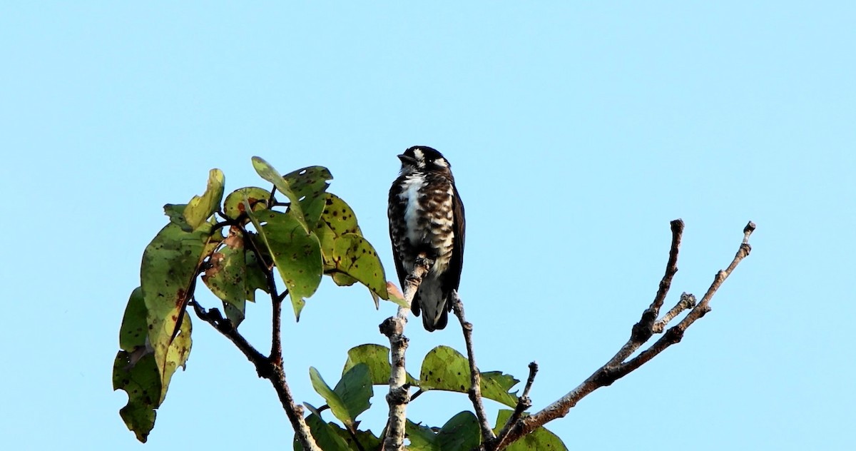 White-browed Purpletuft - ML643178462