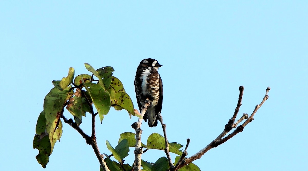 White-browed Purpletuft - ML643178463