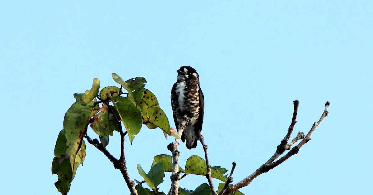 White-browed Purpletuft - ML643178464