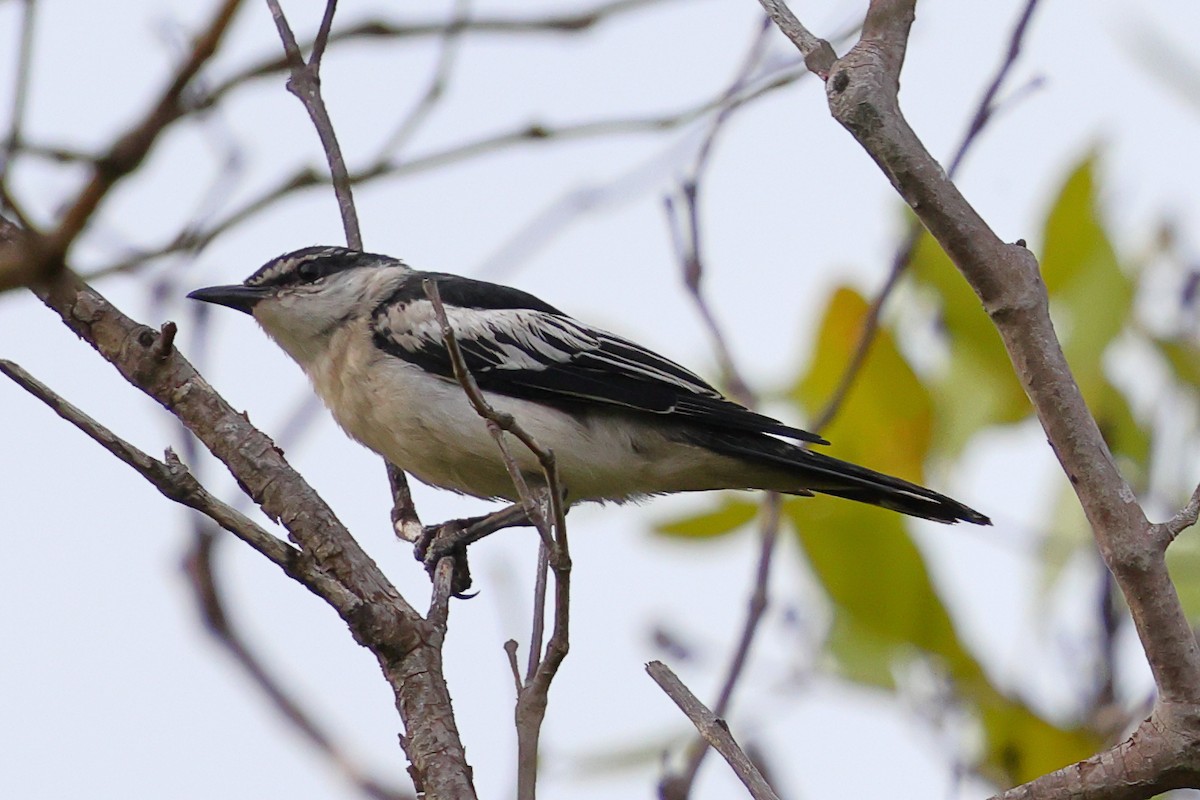 White-shouldered Triller - ML643178469