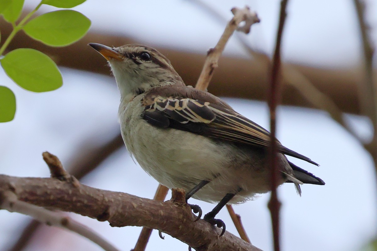 White-shouldered Triller - ML643178470