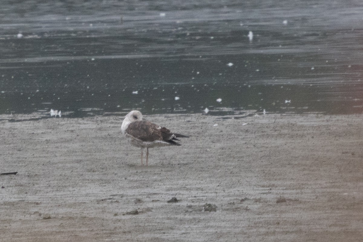 Lesser Black-backed Gull - ML643178472