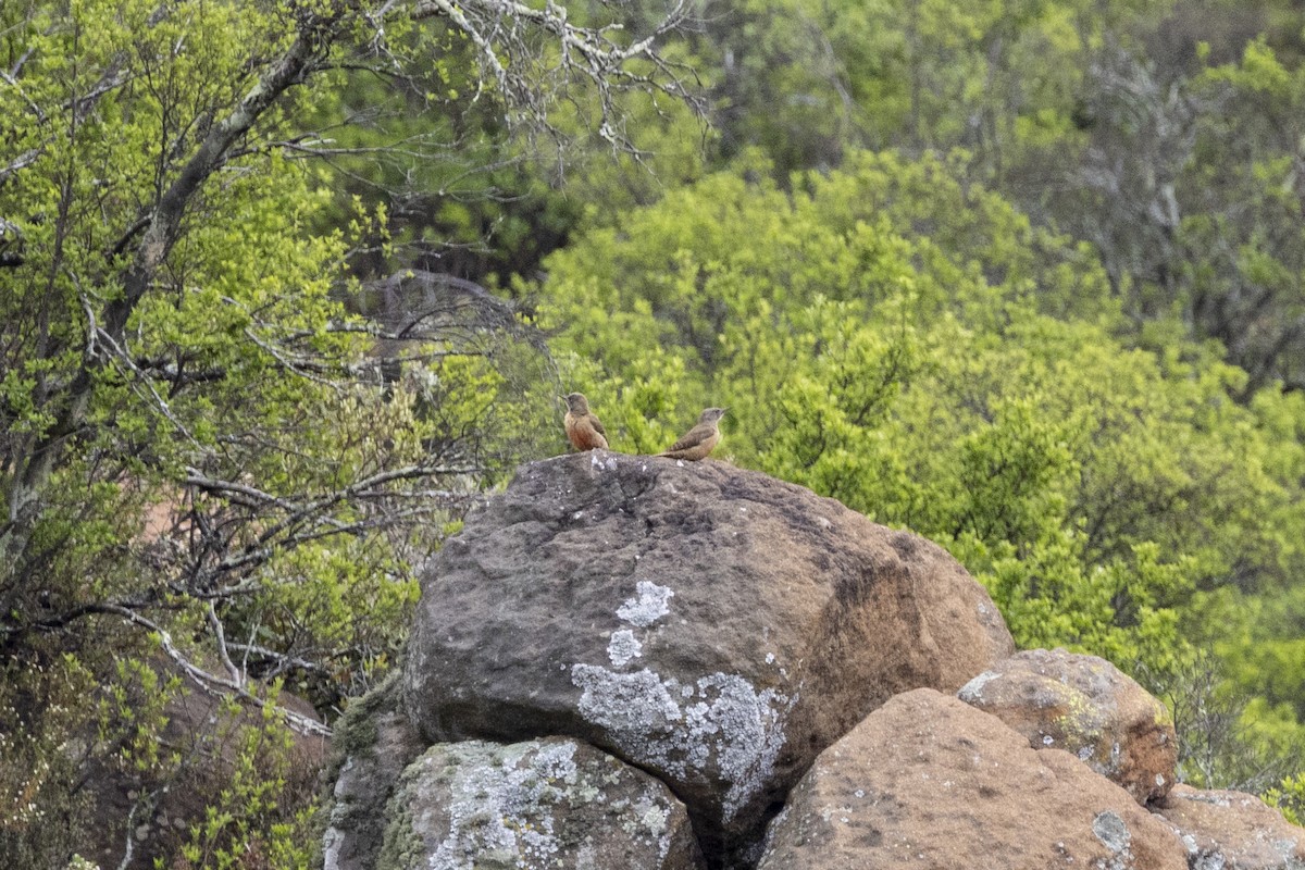 Pic laboureur - ML643178497