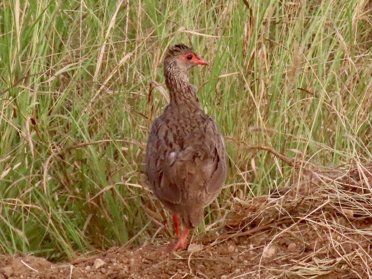 Francolin à gorge rouge - ML643178519
