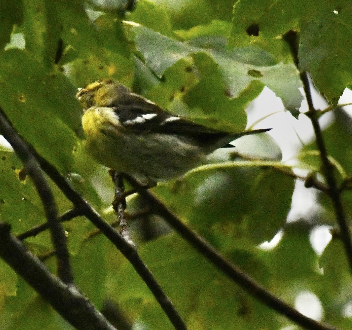 Blackburnian Warbler - ML643178581