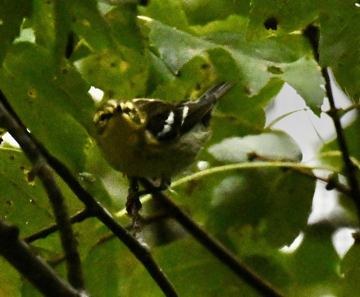 Blackburnian Warbler - ML643178582