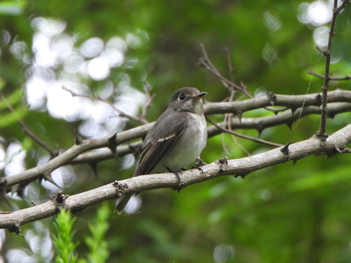 Asian Brown Flycatcher - ML643178601
