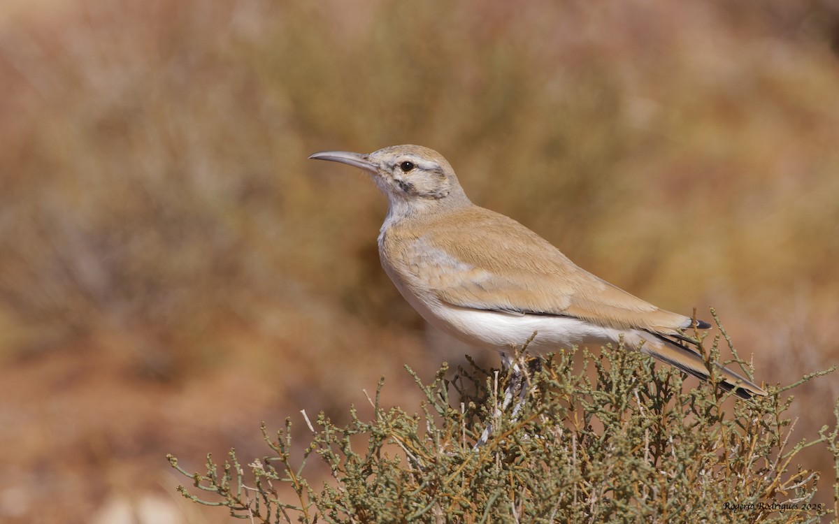 Greater Hoopoe-Lark (Mainland) - ML643178613