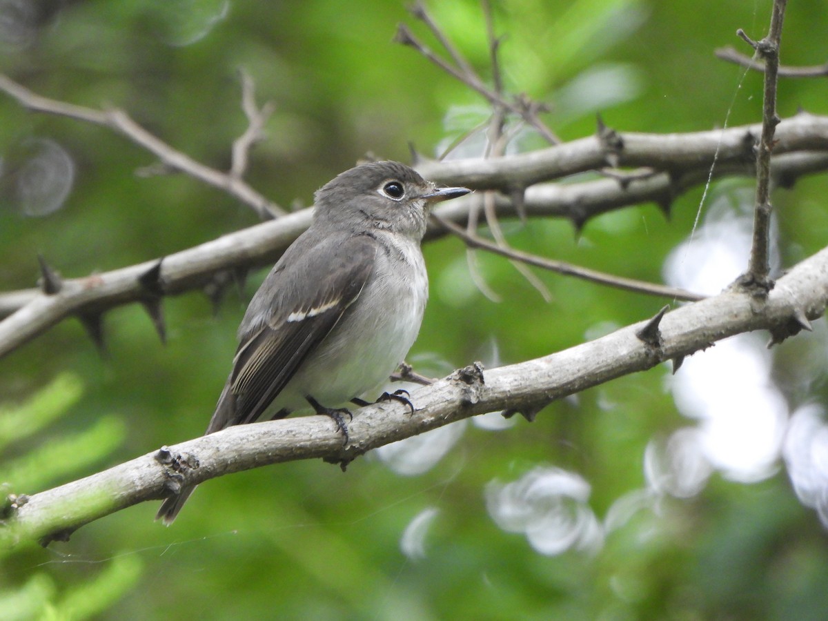Asian Brown Flycatcher - ML643178615
