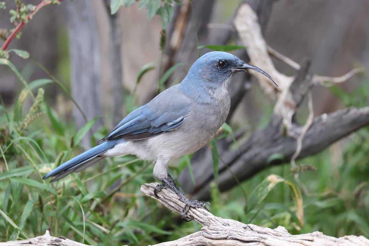 Mexican Jay - ML643178623