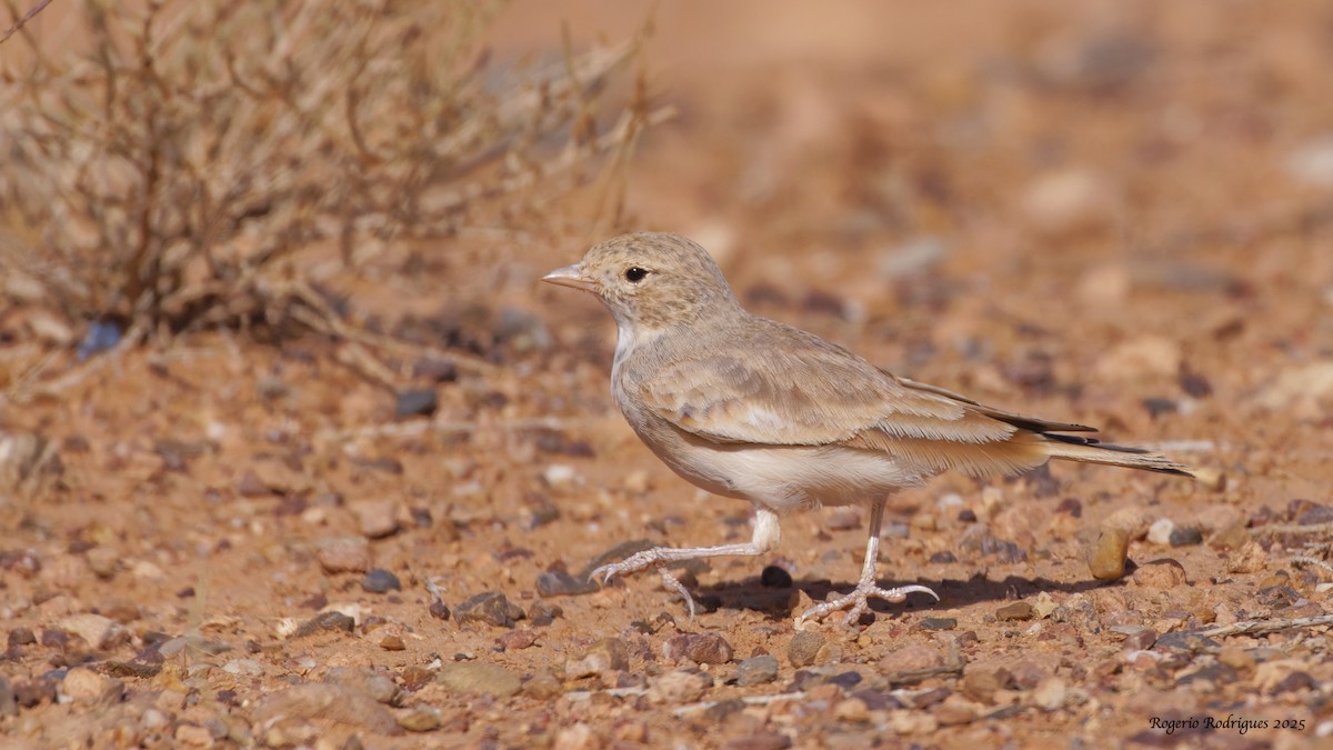 Bar-tailed Lark - ML643178628