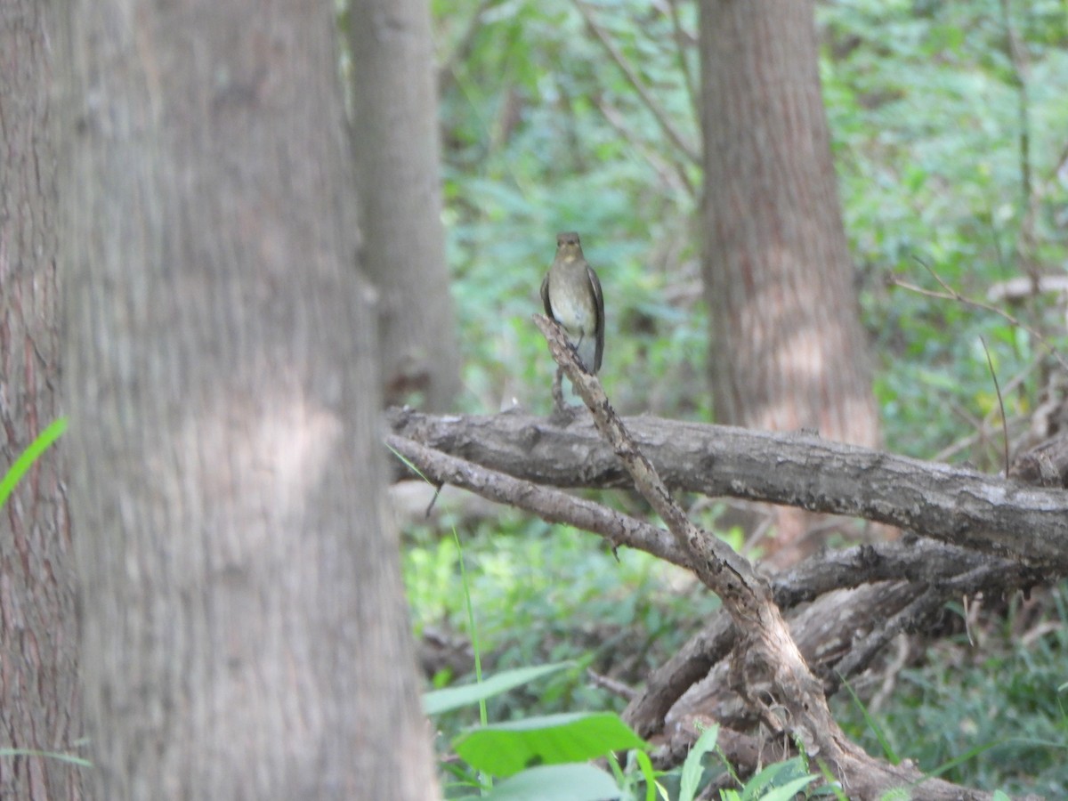 Blue-and-white Flycatcher - ML643178633