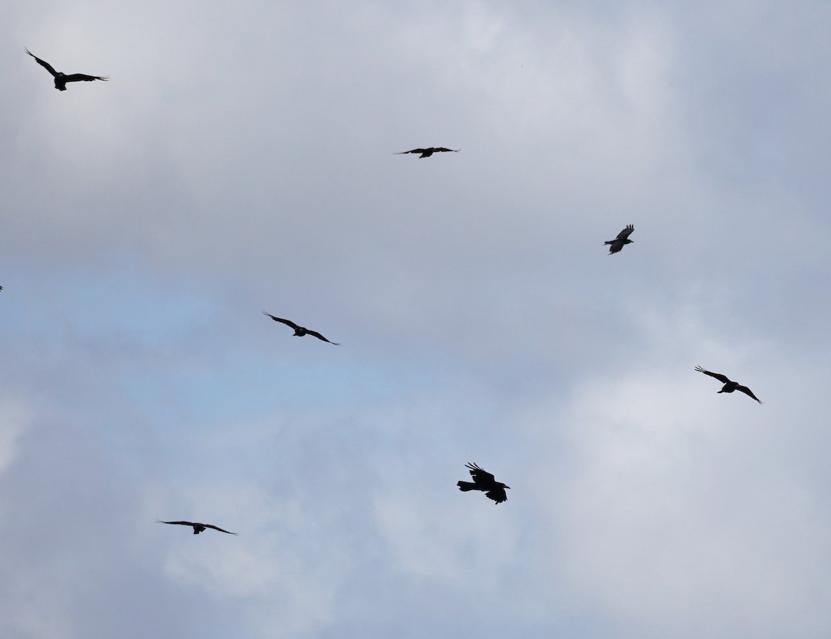 Rook - ML643178647
