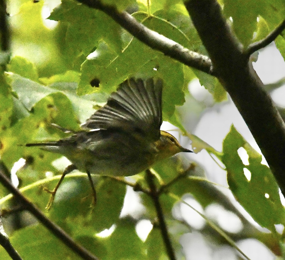 Blackburnian Warbler - ML643178684