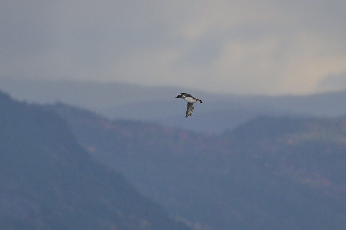 Common Goldeneye - ML643178686