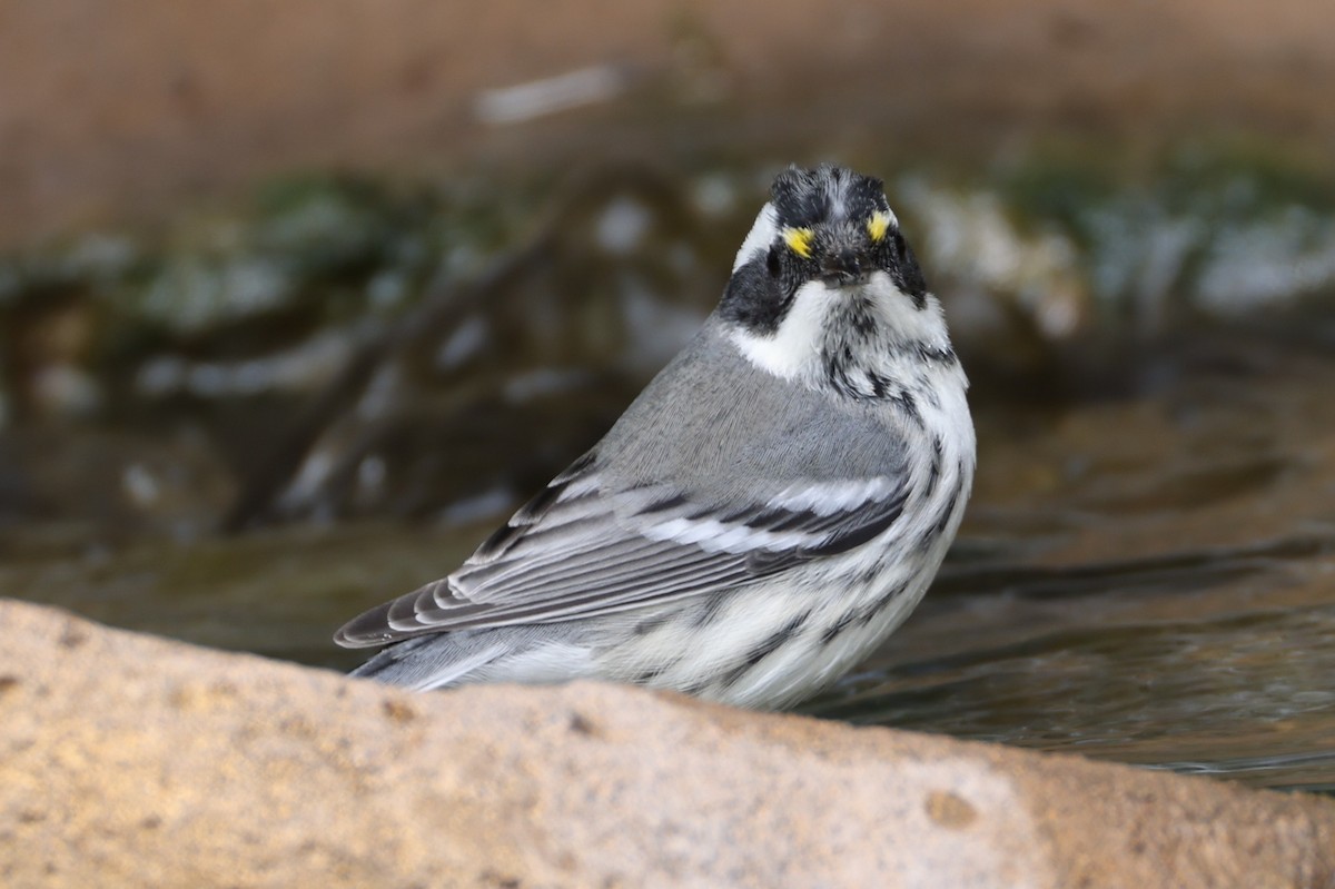 Black-throated Gray Warbler - ML643178714