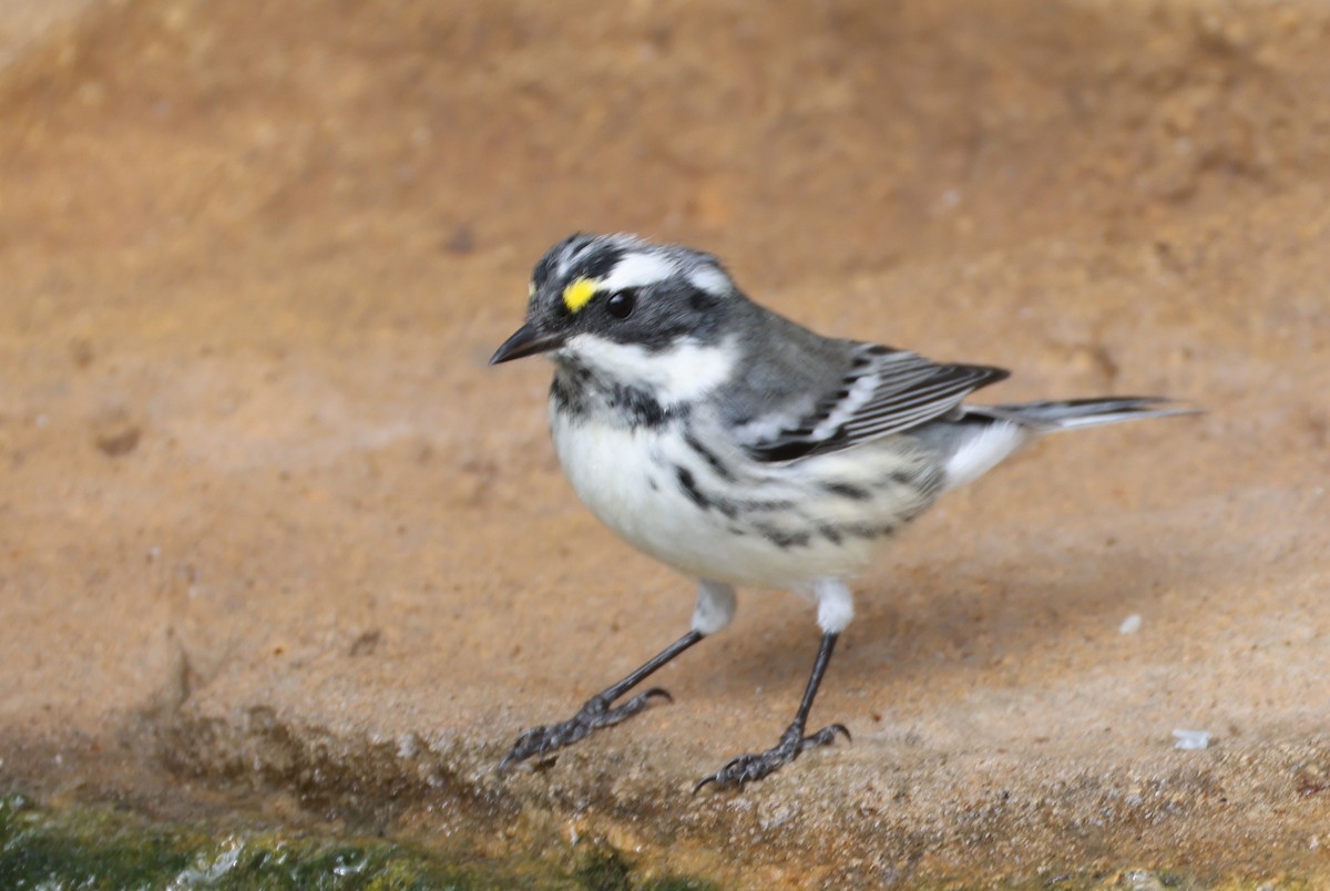Black-throated Gray Warbler - ML643178716
