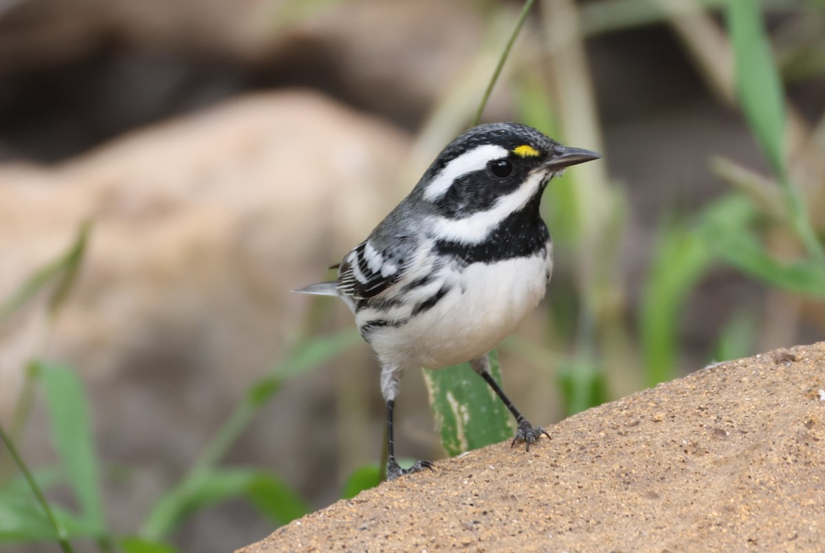 Black-throated Gray Warbler - ML643178718