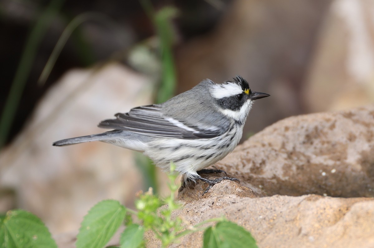 Black-throated Gray Warbler - ML643178720