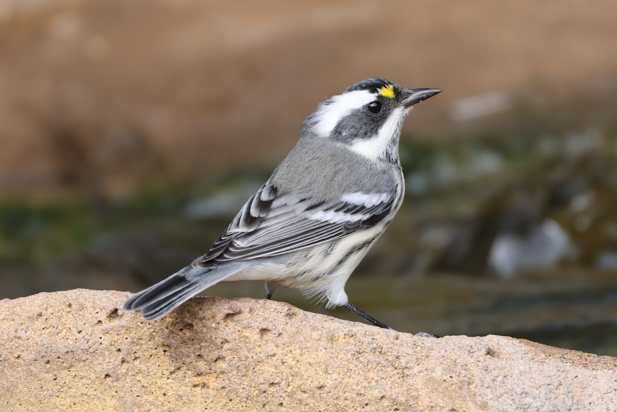 Black-throated Gray Warbler - ML643178721