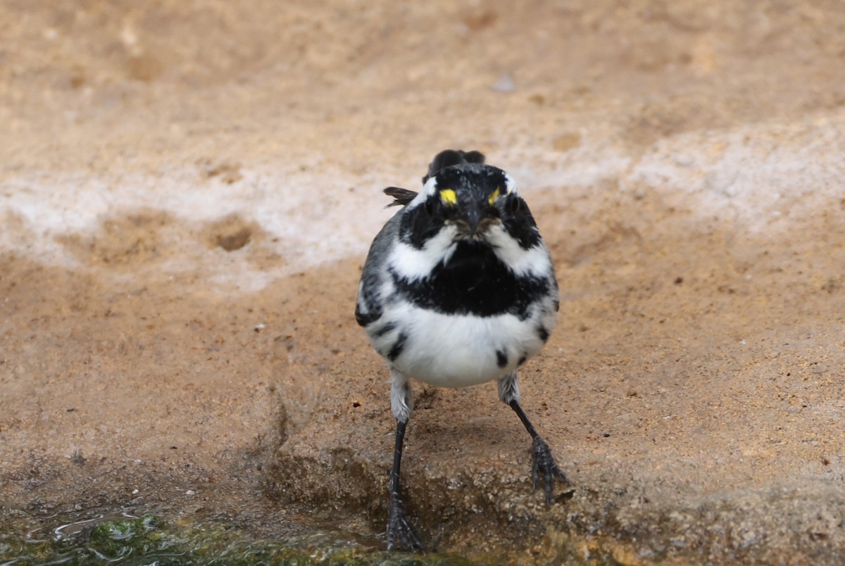Black-throated Gray Warbler - ML643178722