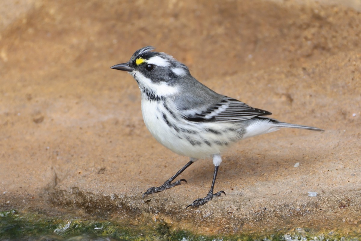 Black-throated Gray Warbler - ML643178724
