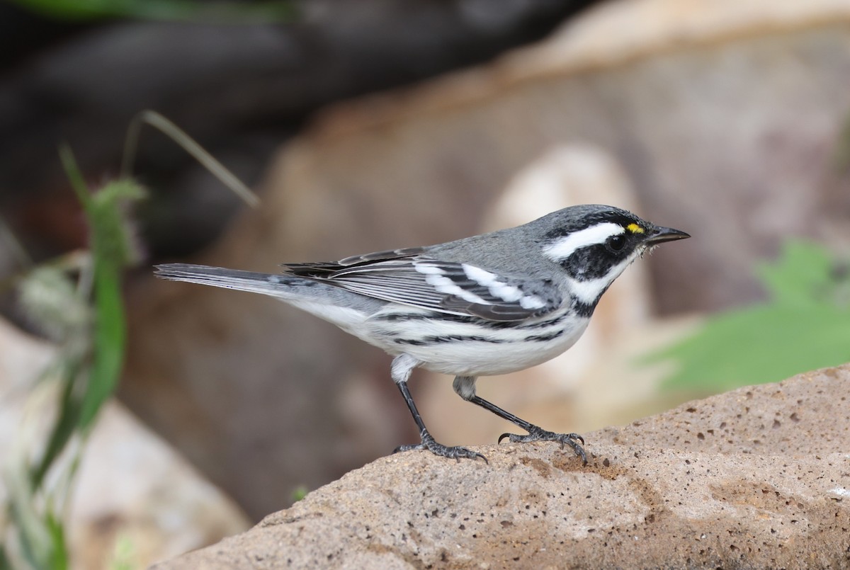 Black-throated Gray Warbler - ML643178725