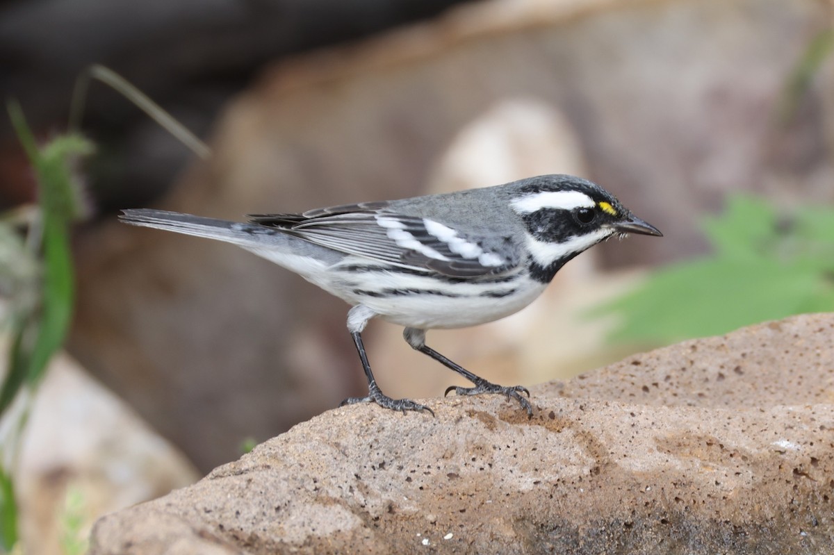 Black-throated Gray Warbler - ML643178726