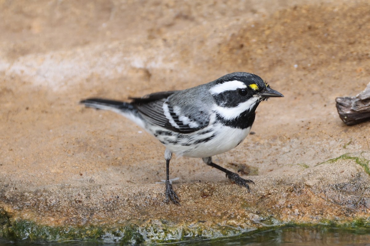 Black-throated Gray Warbler - ML643178728