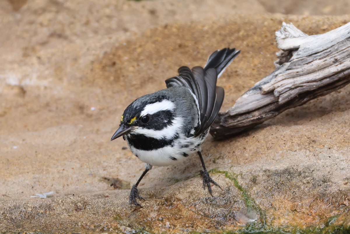 Black-throated Gray Warbler - ML643178729