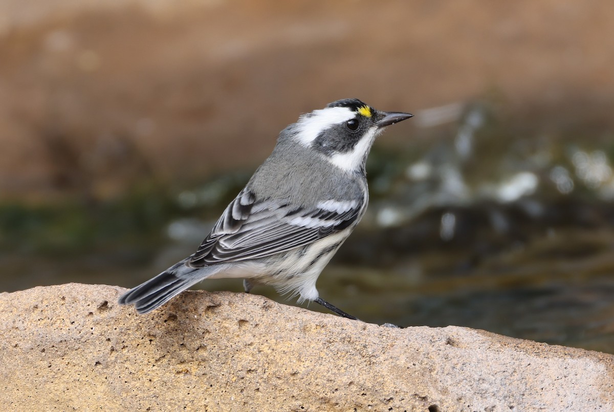 Black-throated Gray Warbler - ML643178730