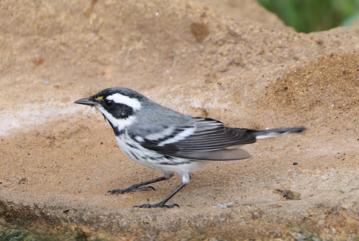 Black-throated Gray Warbler - ML643178732